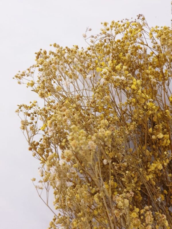 Yellow chamomile-0