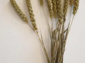 Wheat New Dried Green